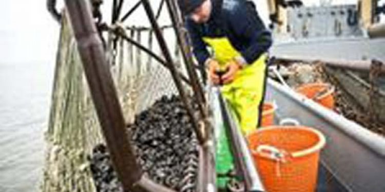 Fiskere fra Niedersachsen opnår MSC-certificering af blåmuslinger.  Foto: Blåmuslinge fisker - MSC