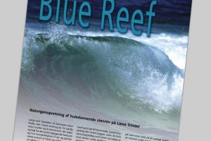 Stenrev Trindel ved Læsø får EU's Natura 2000 Award.  Ill: Blue Reef rapport