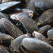 Blåmuslinger - arkivfoto FiskerForum.dk