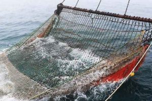 EHFF-projektet JAMBAY har kortlagt havbunds-naturen i Jammerbugten og undersøgt presset fra de forskellige fiskerier på bundlevende fisk. De nye resultater viser store områder af blandet havbund med sand, sten og sten-rev og dokumenterer, at bomtrawl er skadeligt for de sårbare levesteder. foto: DTU Aqua - Anne Mette Kroner