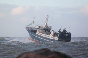Hanstholm fisker bekræfter at der fanges mange sej - foto: Bjarne Nørgaard