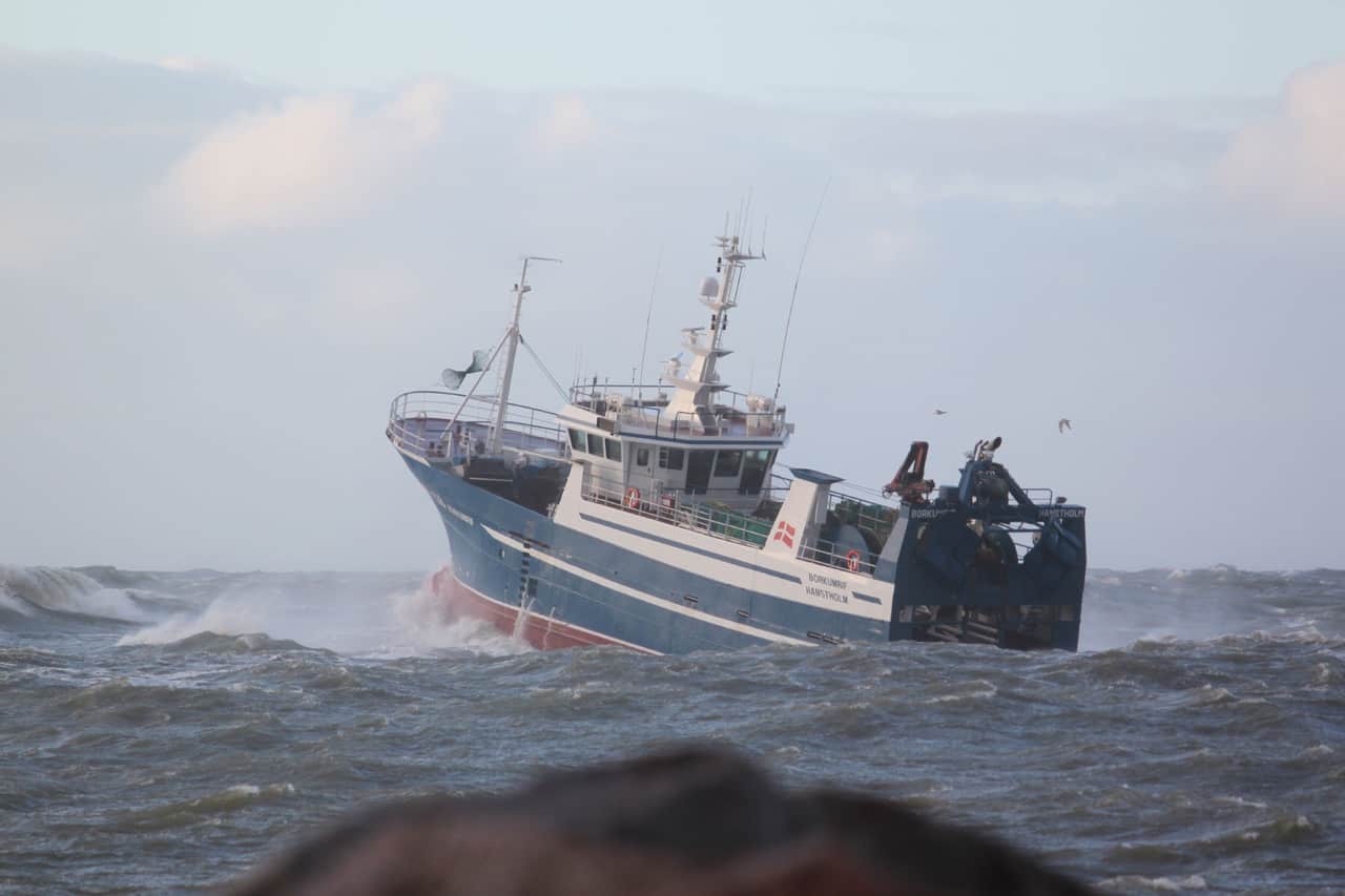 Read more about the article Hanstholm fisker bekræfter at der fanges mange sej