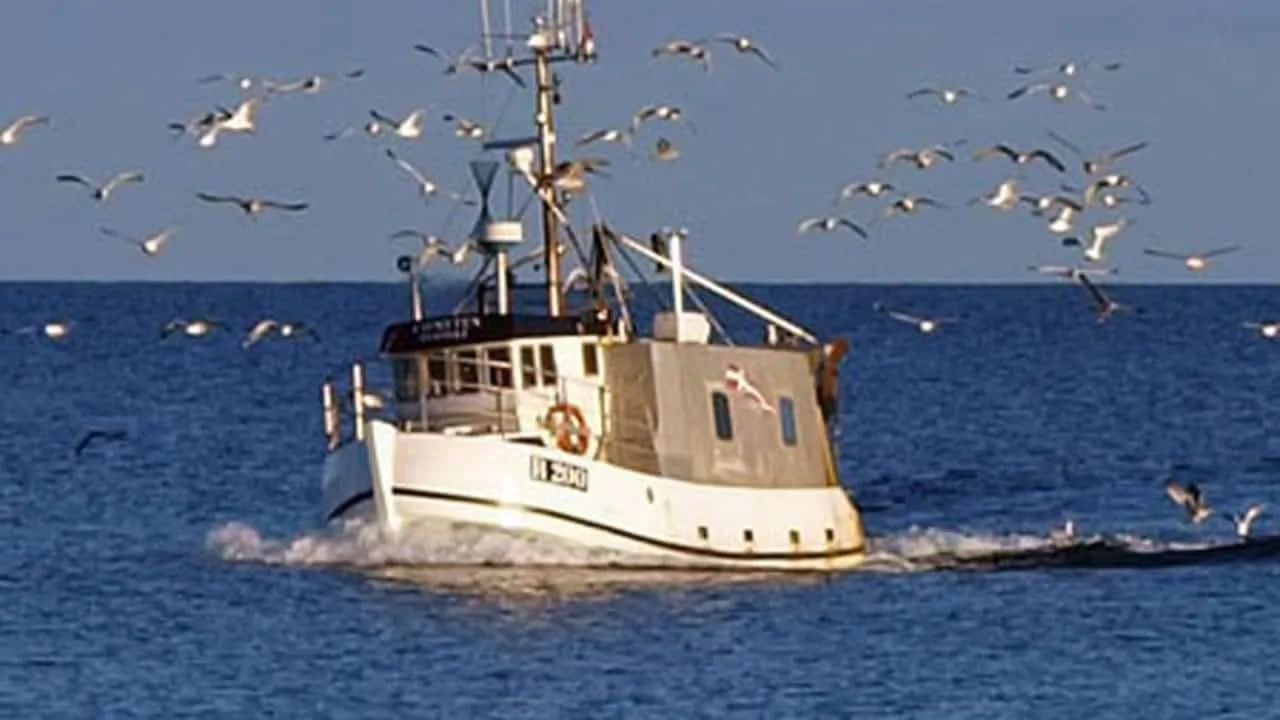 Read more about the article Næste års fiskeri i Østersøen skal forhandles på plads