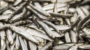 Bestanden af havbrisling i Nordsøen, Skagerrak og Kattegat er i topform, og det får nu Det Internationale Havundersøgelsesråd (ICES) til at anbefale en markant forhøjelse af fangstkvoten. foto: Erlend Astadt Lorentzen HI.no