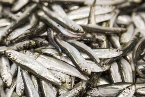 Bestanden af havbrisling i Nordsøen, Skagerrak og Kattegat er i topform, og det får nu Det Internationale Havundersøgelsesråd (ICES) til at anbefale en markant forhøjelse af fangstkvoten. foto: Erlend Astadt Lorentzen HI.no