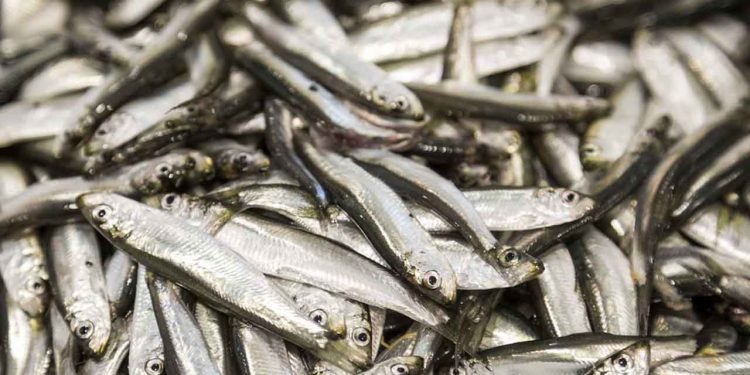 Bestanden af havbrisling i Nordsøen, Skagerrak og Kattegat er i topform, og det får nu Det Internationale Havundersøgelsesråd (ICES) til at anbefale en markant forhøjelse af fangstkvoten. foto: Erlend Astadt Lorentzen HI.no