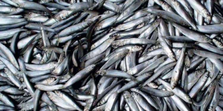 Read more about the article Breaking: Fiskeri på sild og brisling kan øge torskebestanden