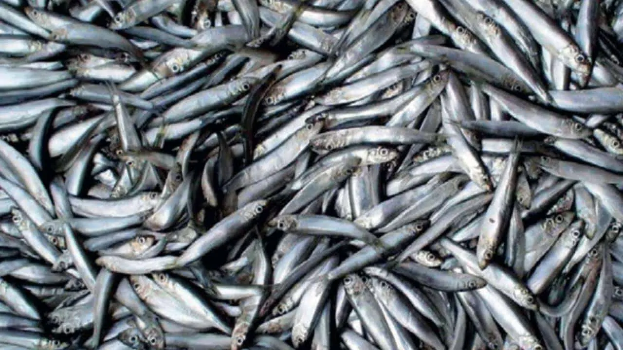 Read more about the article Nyt moniteringsfiskeri: Prøveudtagning i fiskeriet efter brisling i Nordsøen