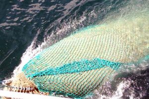 Minister vil ophæve firkantet forbud mod fiskeri af brisling.  ArkivFoto: Brisling fiskeri