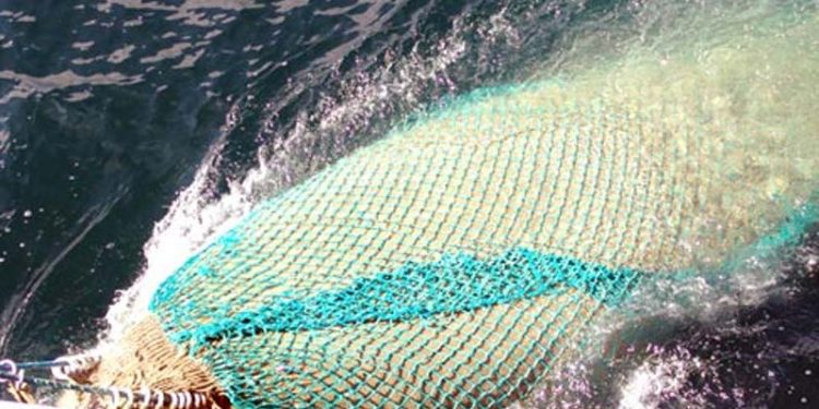 Minister vil ophæve firkantet forbud mod fiskeri af brisling.  ArkivFoto: Brisling fiskeri