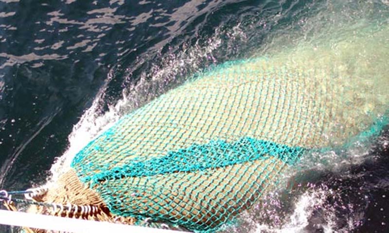 Read more about the article Minister vil ophæve firkantet forbud mod fiskeri af brisling