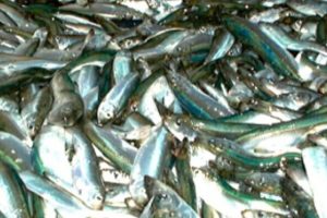 Vilkår for fiskeri af visse industriarter  -  Arkivfoto: Brisling - JanG