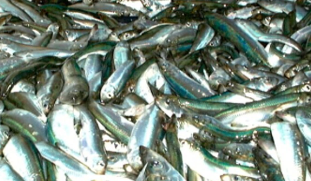 Read more about the article Vilkår for fiskeri af visse industriarter