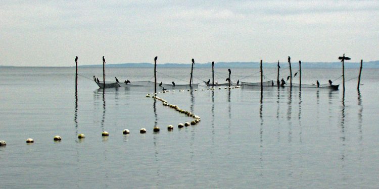 I 2022 pålægges Danmark at lukke for ålefiskeriet i saltvand i den periode, hvor ålen vandrer. Dette er en katastrofe for ålefiskeriet. foto: FSK-PO