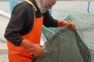 Glæde hos nogle fiskere er desværre afløst af triste og katastrofale nyheder for andre i bundgarnsfiskeriet. Bundgarnsfiskeri - Jens Granlund