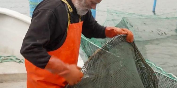 Glæde hos nogle fiskere er desværre afløst af triste og katastrofale nyheder for andre i bundgarnsfiskeriet. Bundgarnsfiskeri - Jens Granlund