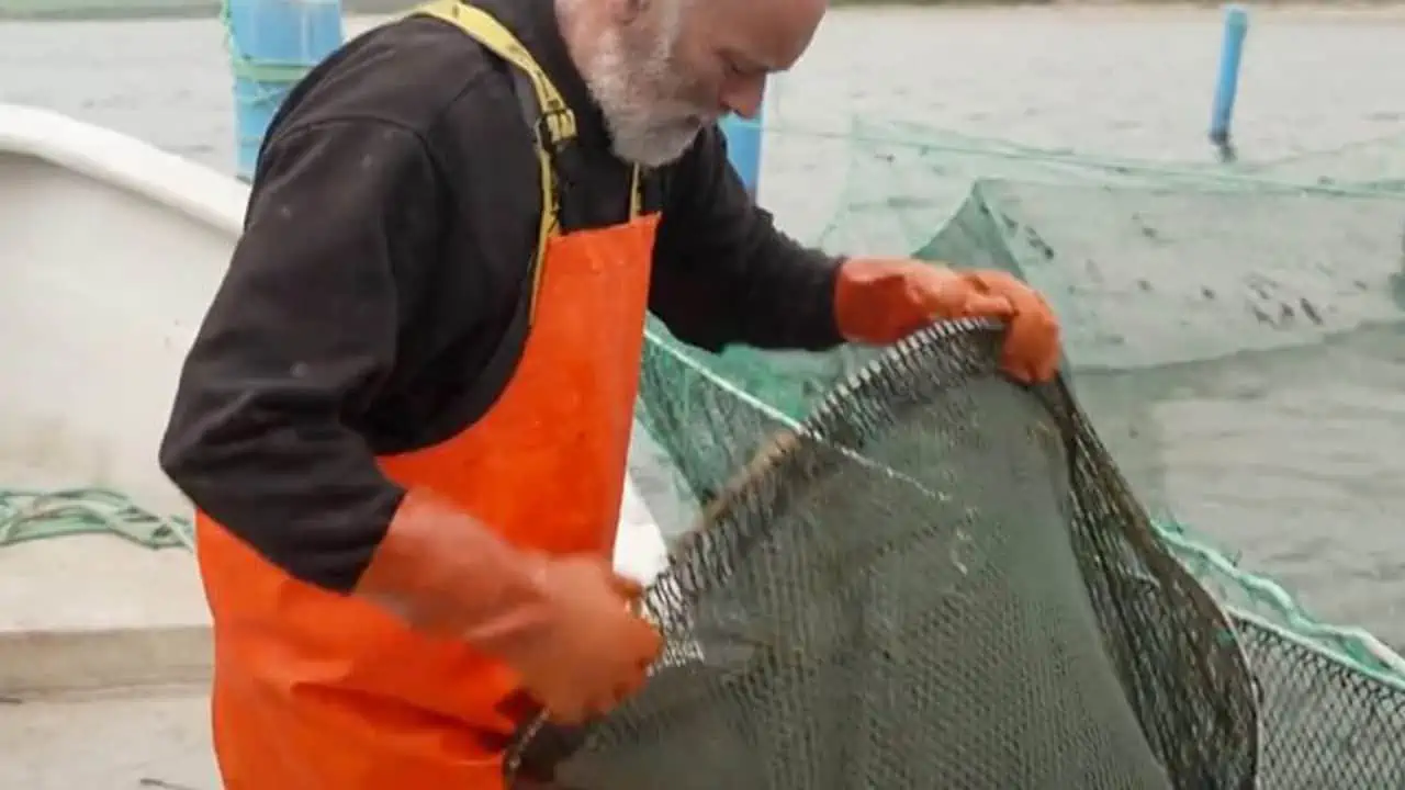 Read more about the article Glæde hos nogle fiskere er desværre afløst af triste nyheder for andre i bundgarnsfiskeriet