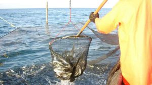 Fiskeriet efter blankål i Danmark er næsten stoppet helt. En ny EU-regel har nemlig gjort det ulovligt at fiske ål i de måneder, hvor de vandrer. foto: FiskerForum.dk