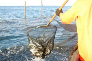 Fiskeriet efter blankål i Danmark er næsten stoppet helt. En ny EU-regel har nemlig gjort det ulovligt at fiske ål i de måneder, hvor de vandrer. foto: FiskerForum.dk