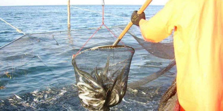 Fiskeriet efter blankål i Danmark er næsten stoppet helt. En ny EU-regel har nemlig gjort det ulovligt at fiske ål i de måneder, hvor de vandrer. foto: FiskerForum.dk