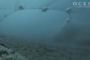 »Trawlfrie områder er ikke den universelle løsning« Det siger den amerikanske forsker Max Mossler til Fiskeri Tidende - foto: youtube