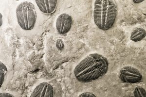 Trilobit-fossiler i sten. Leddyret trilobitter var et af de dyr, der kom mange flere af, under den største opblomstring af dyrearter i jordens historie - foto: Canva