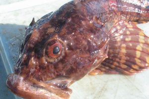 Uddød fiskeart vender tilbage til dansk vandløb. foto: Wikipedia