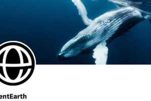 EU’s medlemslande må godt holde deres interne rapporter om fiskerikontrol hemmelige. Det har EU-Domstolen netop afgjort – til stor frustration for den britiske miljøorganisation ClientEarth, som ellers havde sagsøgt EU-Kommissionen for ikke at ville udlevere kontrolrapporter fra Danmark og Frankrig. foto: ClientEarth