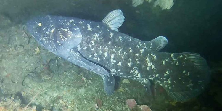 Forskere har gjort en vigtig opdagelse om en sjælden fisk, der kaster nyt lys over, hvordan Jordens geologi påvirker udviklingen af arter. foto: wikip