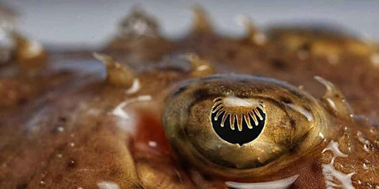 DTU Aqua udgav i maj sidste år den første guide på dansk til at identificere de forskellige arter af hajer og rokker omkring Danmark. DTU Aqua har netop udgivet en opdateret udgave af deres guide til at identificere hajer og rokker i danske farvande. For første gang findes guiden nu også på engelsk, hvilket gør den tilgængelig for et endnu bredere publikum. foto: DTU Aqua
