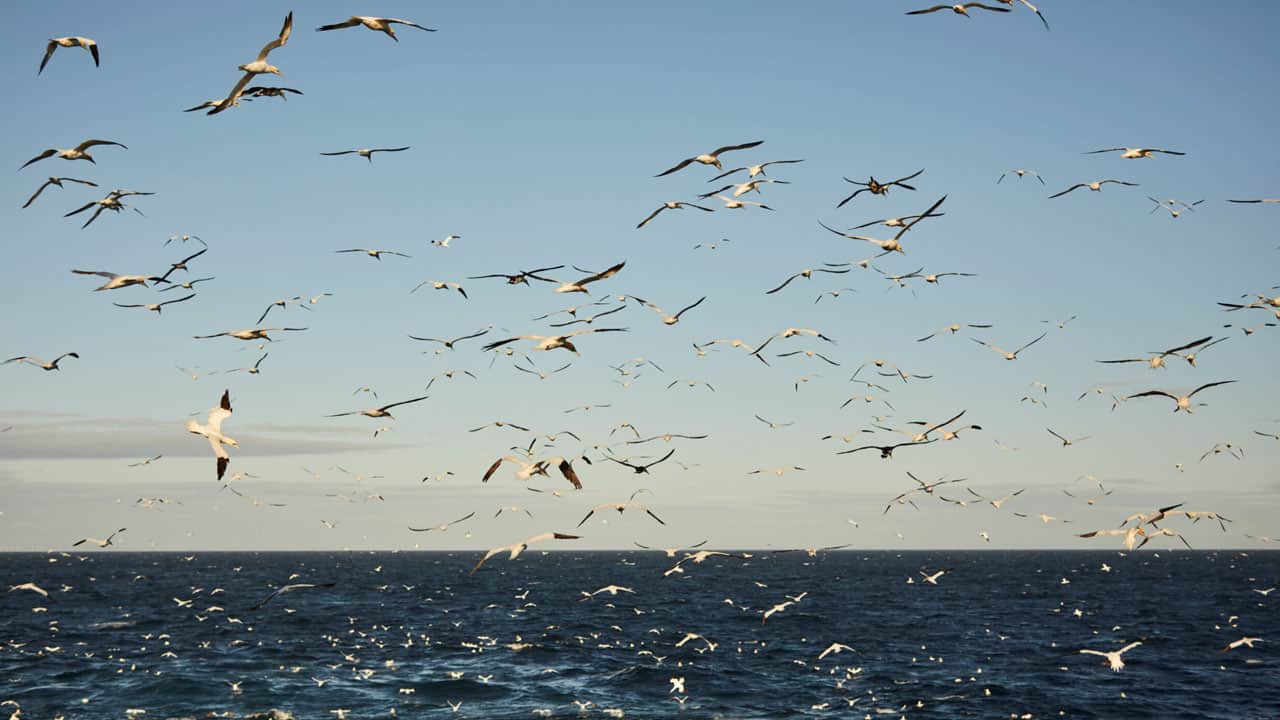 Read more about the article Ny aftale om Brexit-kompensation styrker den grønne omstilling i fiskeriet