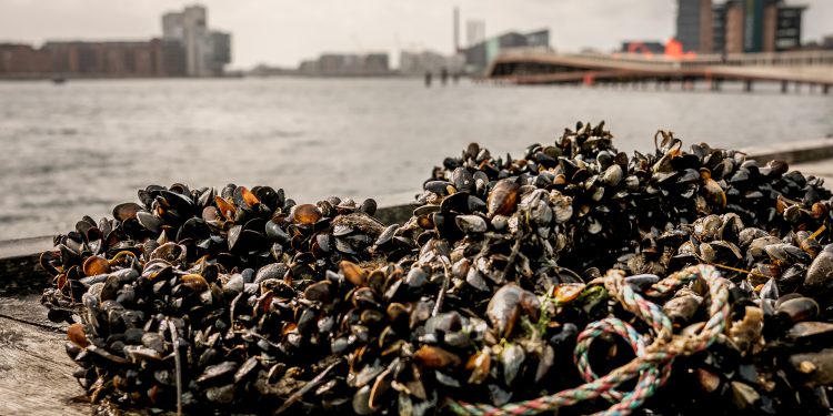 Det kunne blandt andet være ved at dyrke bæredygtige afgrøder som fx blåmuslinger og tang i Sallingsund ved Limfjorden.