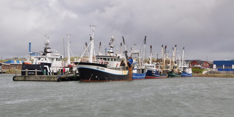 Nedgang i fiskeriet har påvirket Hvide Sande Havns årsresultat