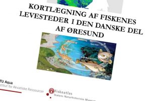 Fiskernes viden værdifuld for ny dansk Øresunds-undersøgelse.  Ill.: Kortlægning af fiskenes levesteder i den dsanske del af Øresund.