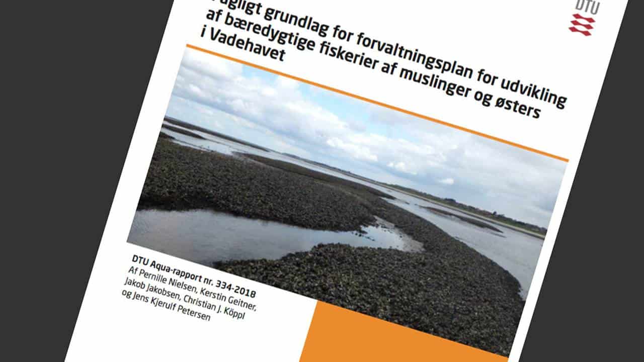 Read more about the article DTU har vurderet Vadehavets Østers- og Muslingebestand