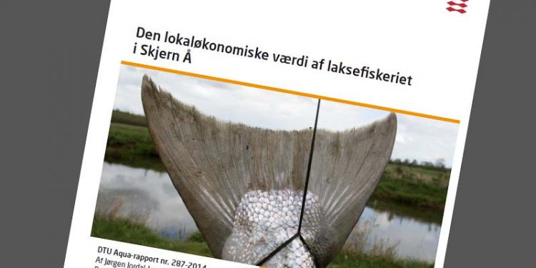 Mange flere laks i Skjern Å.  Foto: Rapporten fra DTU om den lokaløkonoiske værdi af laksefiskeriet i Skjern Å - DTU