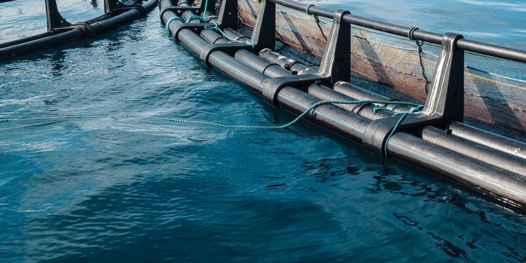Dansk Akvakultur retter radio-stations misinformation om havbrug og havplanen - foto: Dansk akvakultur