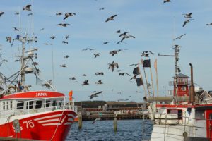 DFPO ser frem til arbejdet med Fiskerikommissionens anbefalinger foto: Fiskerikommissionens raport