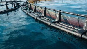 Miljøstyrelsen har taget nye redskaber i brug – blandt andet en metode til habitatvurderinger og skærpede krav til rapportering. Samtidig ser EU nærmere på foderforbruget i akvakulturen, mens Miljøstyrelsen også arbejder efter en plan, der skal sikre, at alle afgørelser om havbrug er på plads senest i 2027. foto: DAPO