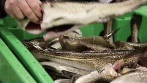 Europa-Parlamentet har sat gang i et større arbejde, der skal gøre det nemmere for forbrugerne at finde ud af, hvor bæredygtige deres fiske- og akvakulturprodukter egentlig er. foto: snap youtube fra Danske Fiskeauktioner