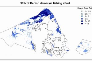 DSF ønsker Dansk erhvervsfiskeri efter jomfruhummer og muslinger nedlagt foto: DTU og DFPO