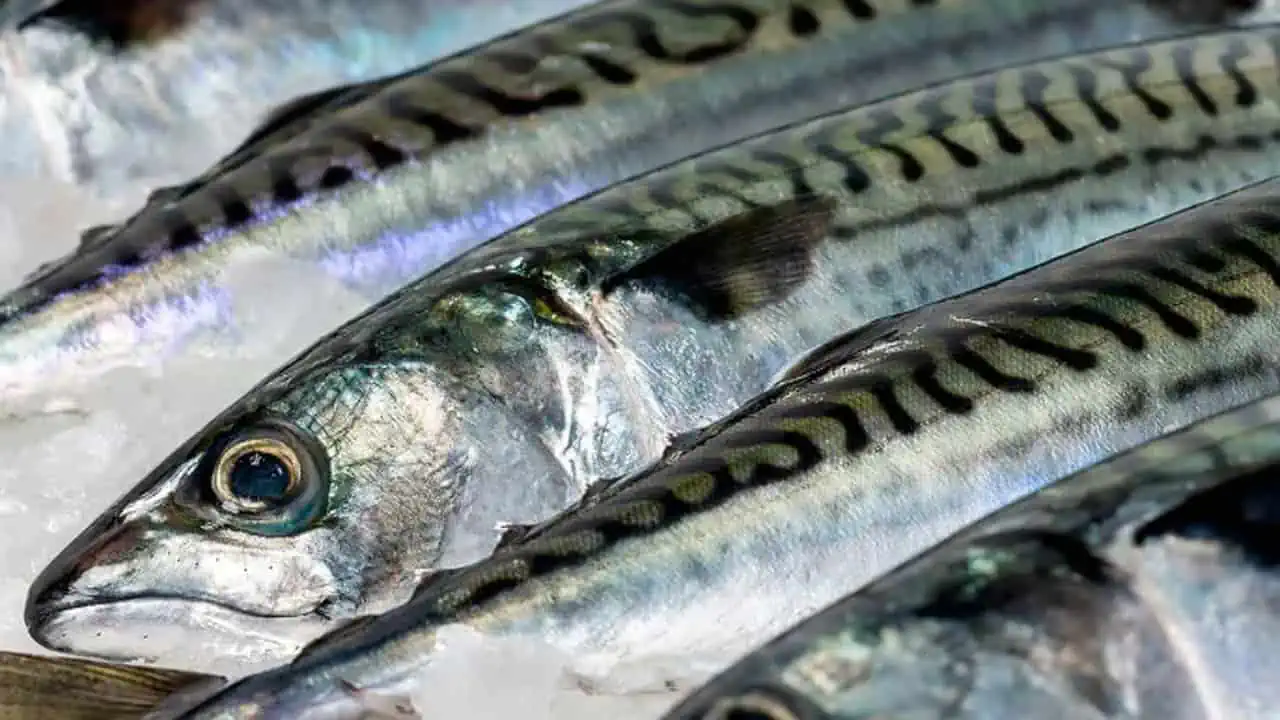 Read more about the article Færøerne: De færøske fiskeindustrier har pæne tilførelser