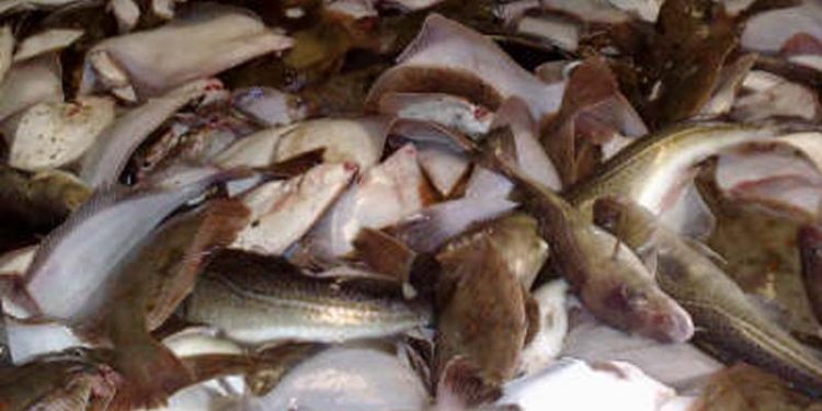 Det europæiske forbud mod udsmid er trådt i kraft. Foto: discard - FiskerForum