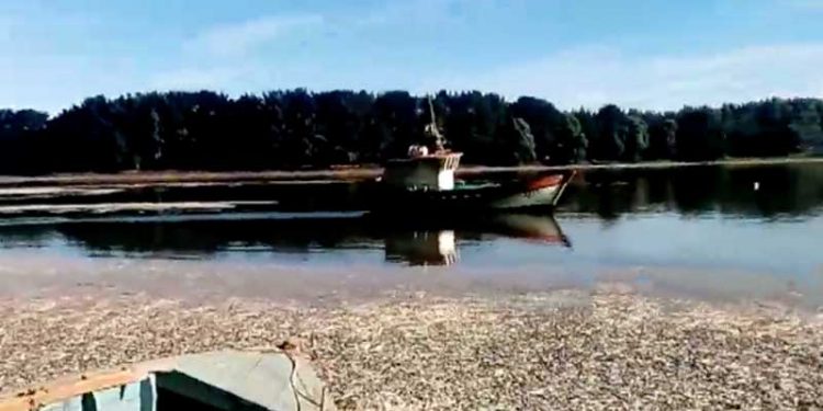 El Nino spreder død langs de Chilenske kyster. Foto: Døde fisk og pattedyr langs kyster ved Chile - News