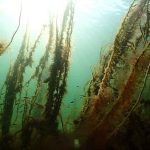 Et nyt EU-finansieret projekt med base på DTU Aqua i Hirtshals skal gøre fiskeriet i Østersøen og Nordsøen mere bæredygtigt. Projektet, der hedder ECO-CATCH, skal udvikle teknologier, der mindsker bifangst af fiskeyngel og truede arter – uden at gå på kompromis med fiskeriets indtjening. foto: dtu aqua