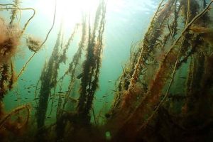 Et nyt EU-finansieret projekt med base på DTU Aqua i Hirtshals skal gøre fiskeriet i Østersøen og Nordsøen mere bæredygtigt. Projektet, der hedder ECO-CATCH, skal udvikle teknologier, der mindsker bifangst af fiskeyngel og truede arter – uden at gå på kompromis med fiskeriets indtjening. foto: dtu aqua