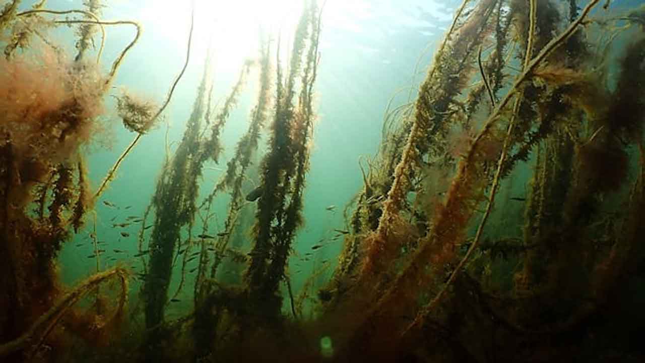 Read more about the article Nyt EU-projekt skal gøre fiskeriet i Østersøen og Nordsøen mere skånsomt