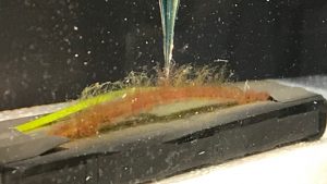 Forsøgsopstilling med en CO2-mikrocensor placeret ved overfladen af et ålegræsblad. Foran det grønne blad ses et ålegræsblad, der er fyldt med epifytter, hvor epifytsamfundet er domineret af blandt andet rødalger og bakterier. Foto: Kasper Elgetti Brodersen