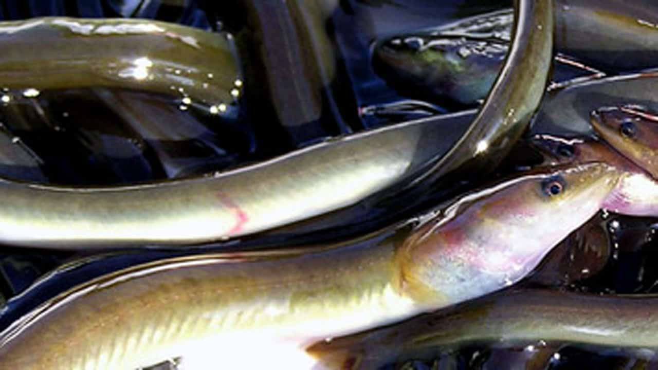 Read more about the article Forbud mod erhvervsmæssigt fiskeri af ål i saltvand træder i kraft 15. september 2024