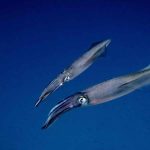 Europæisk loligoblæksprutte (Loligo vulgaris) er en af de tiarmede blækspruttearter, der fiskes kommercielt i Den Engelske Kanal mellem England og Frankrig, hvor også danske fiskere har søgt nye fangstmuligheder. Foto: Victor Micallef / Wikimedia Commons.
